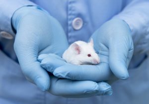 Mice in The MoST trial for Louise's Tripple negative breast cancer trial