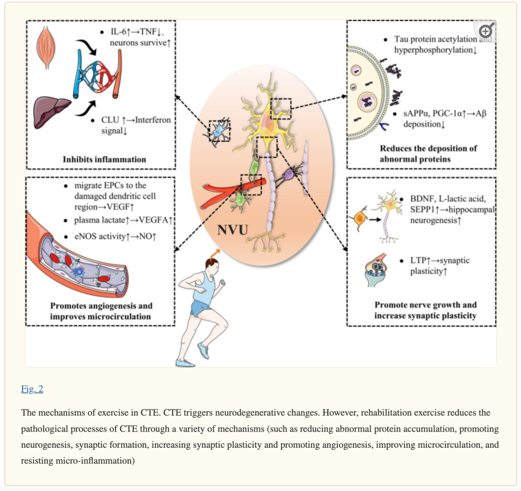 The mechanisms of exercise in CTE